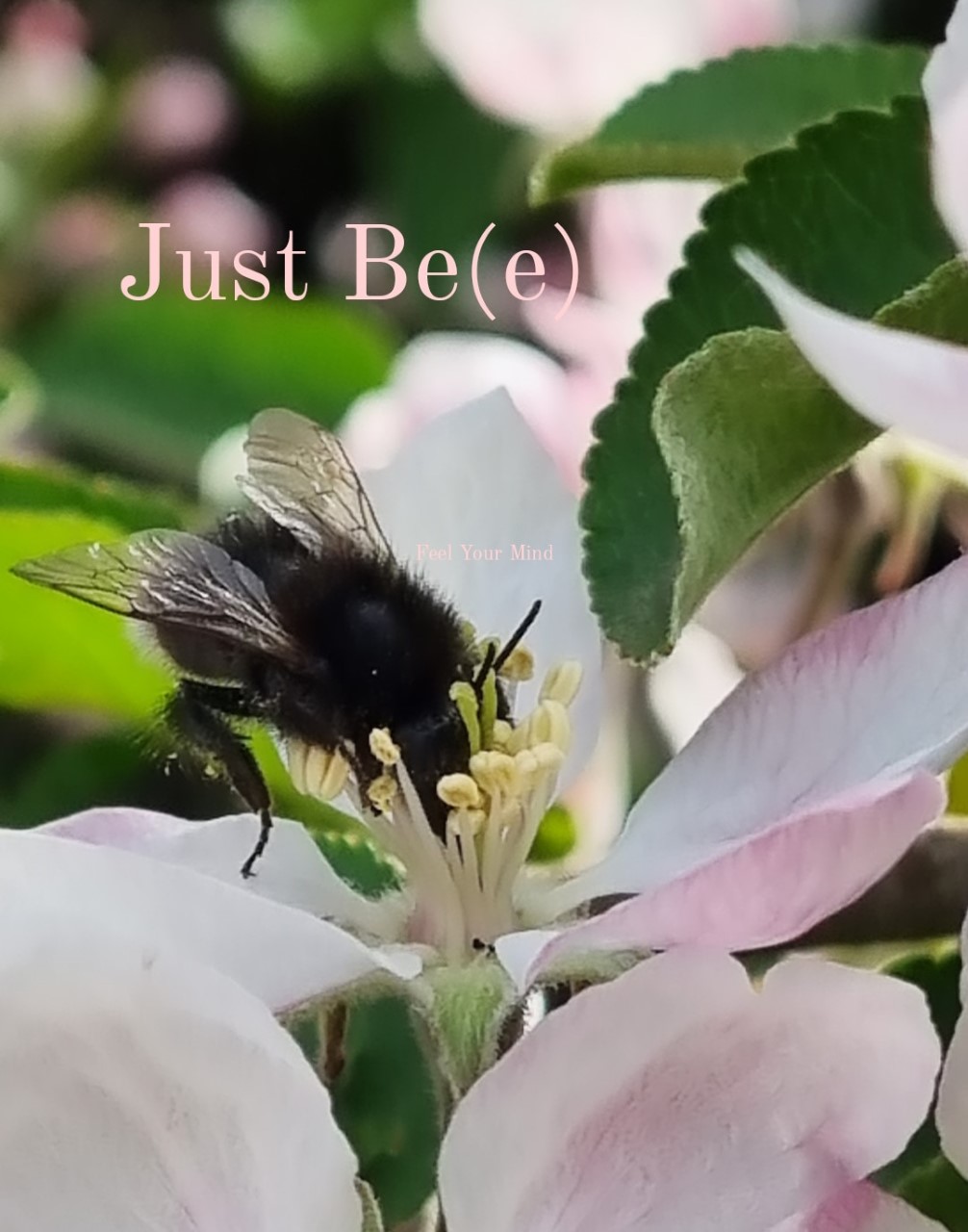 just bee